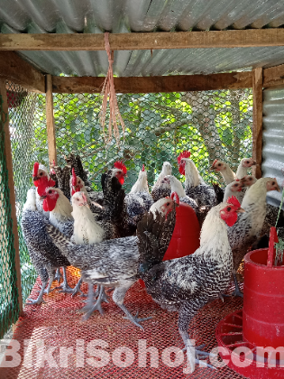 মিশরি ফাউমি